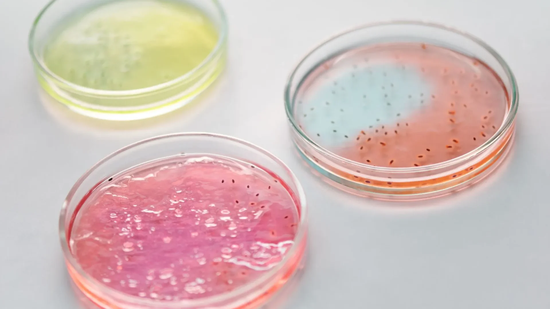 Close-up of the gel-like pectin from stewed apples, demonstrating how the soluble fiber in stewed apples for gut health feeds good bacteria and produces butyrate.