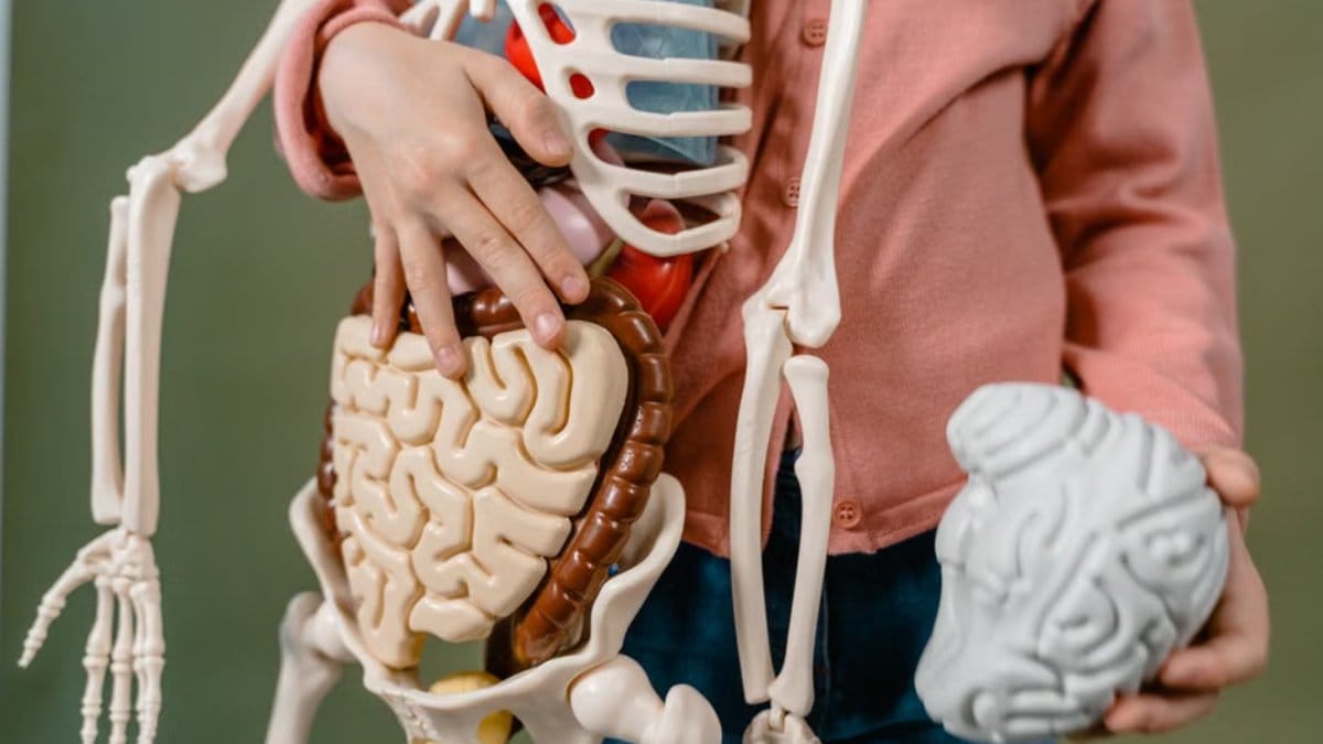 How Probiotic Drinks Work in Your Body