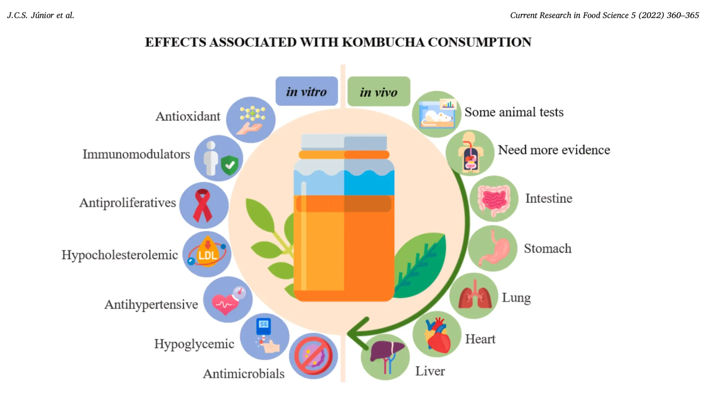 Stack of scientific papers and a microscope with a kombucha sample, highlighting what current research says about kombucha benefits for gut health