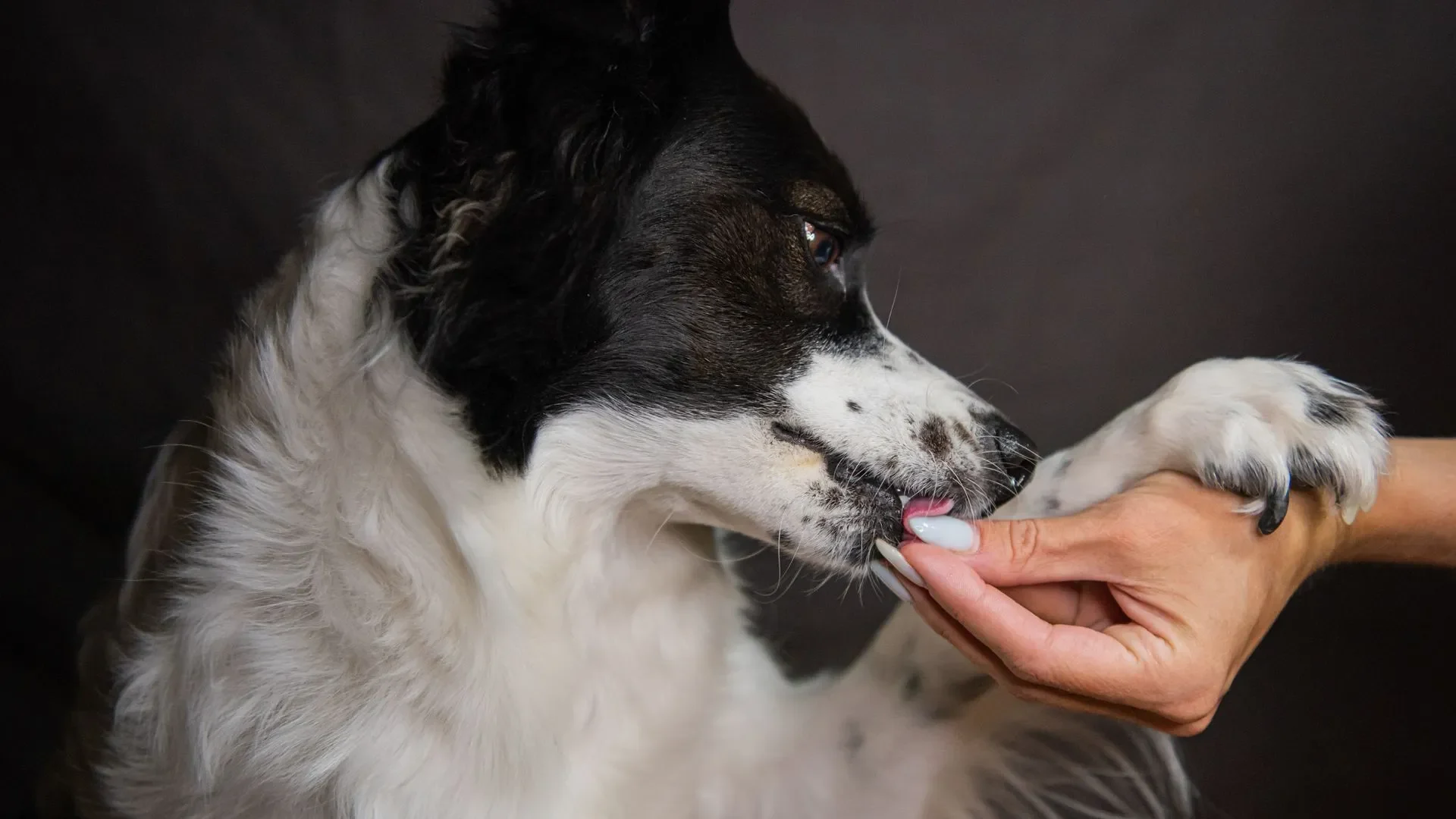 Close-up of two dog probiotic supplement labels being compared for CFU count, strains, and third-party testing, guiding pet owners in choosing the best dog probiotics for gut health.