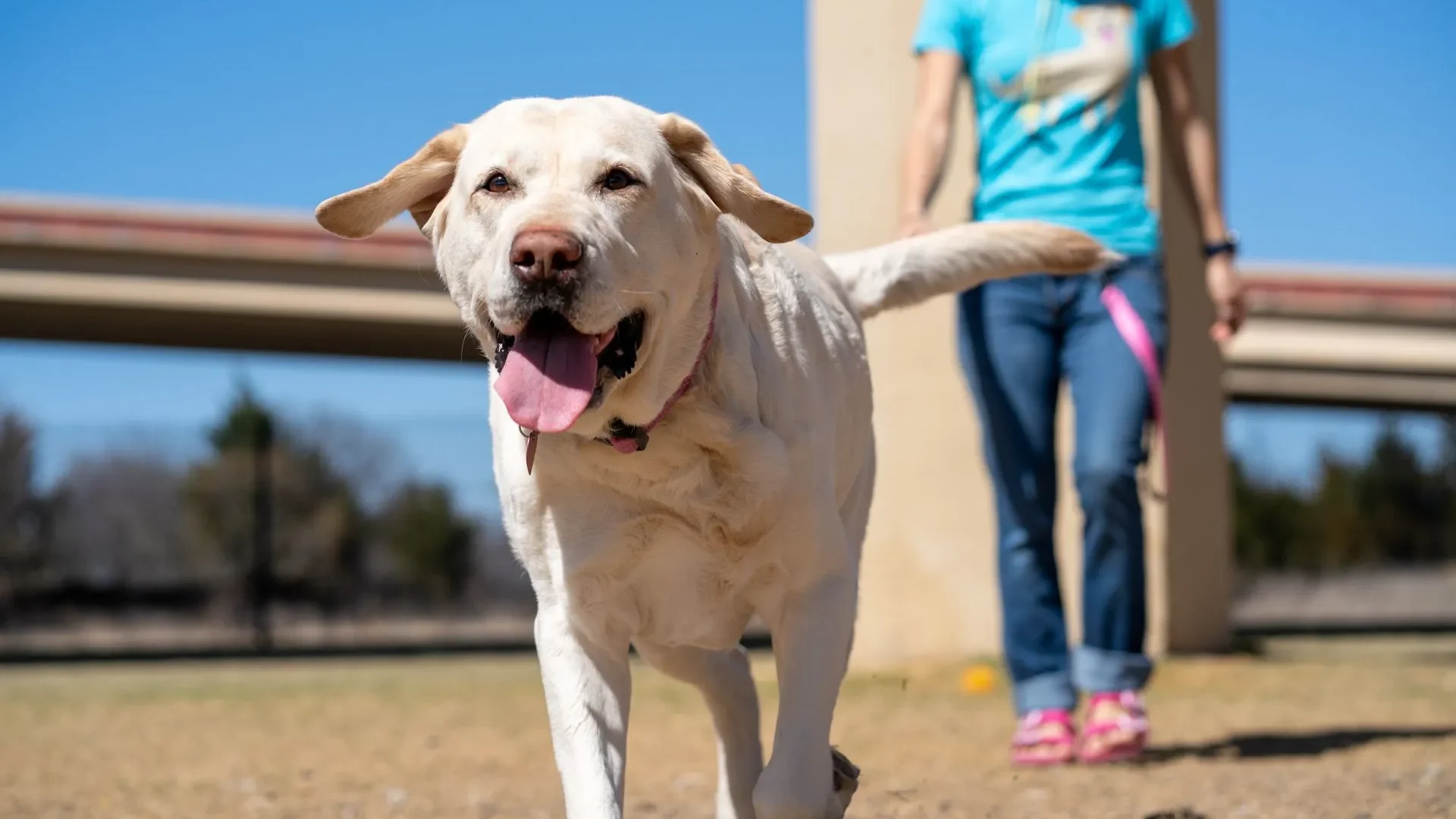 A joyful dog playing with its owner outdoors, representing the potential vitality and wellness that dog probiotics for gut health can help support when appropriate.