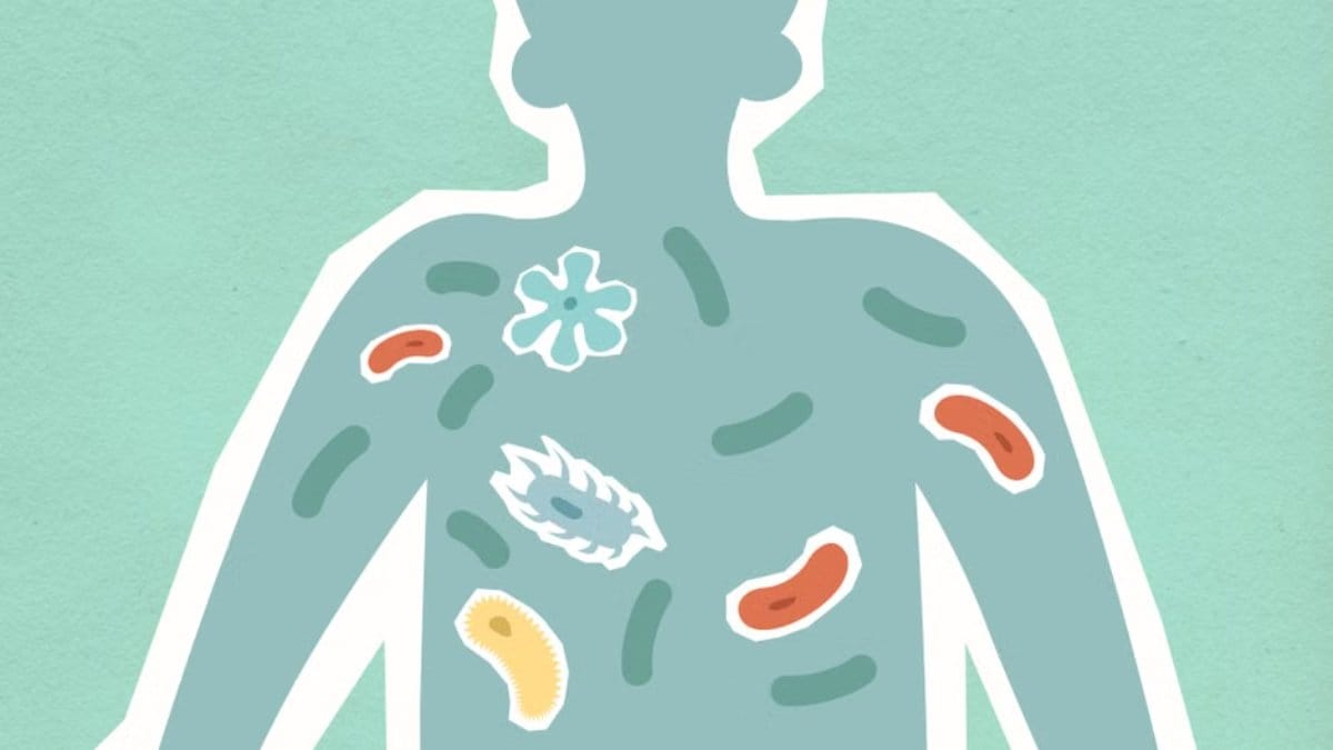 Understanding Your Gut and Why It Needs Repair