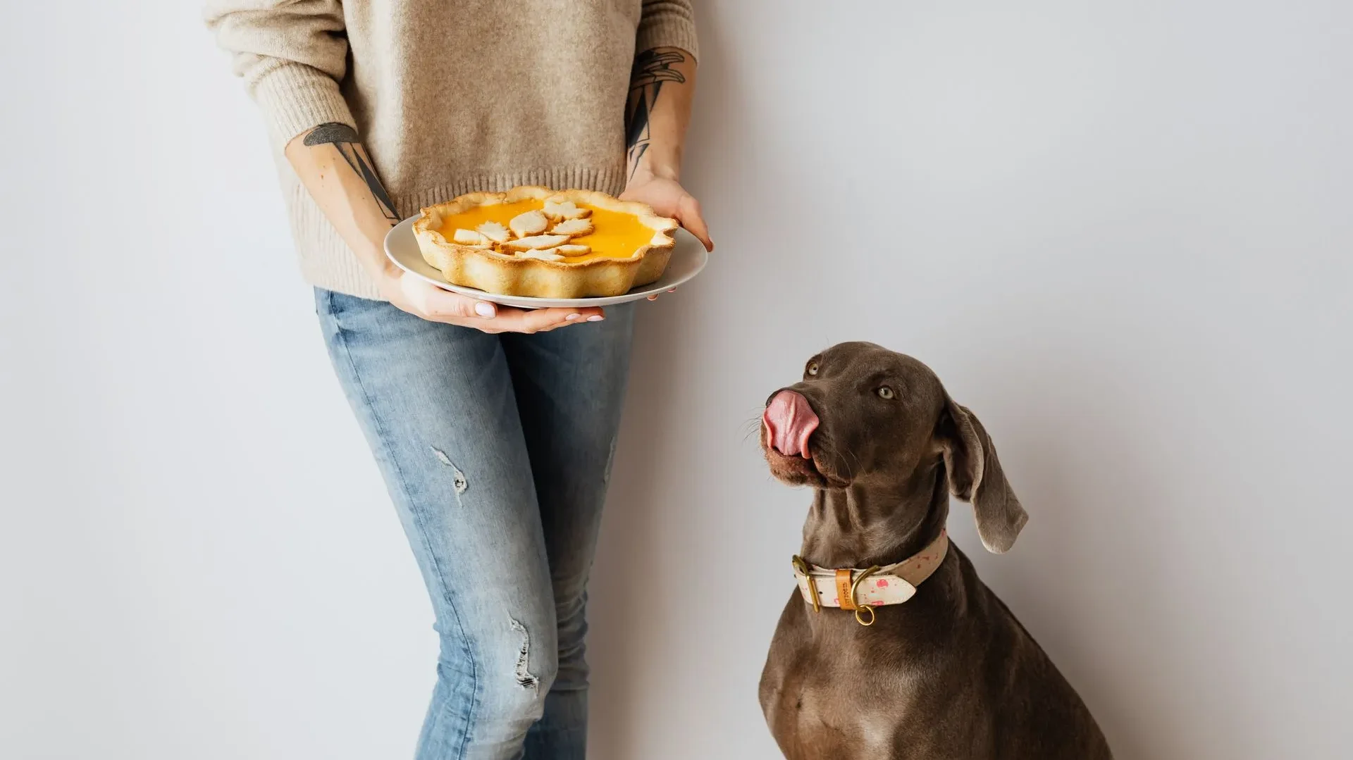 Dog eating a bowl of pumpkin and sweet potato alongside a bowl of bone broth, showing natural ways to support dog gut health alongside probiotics.