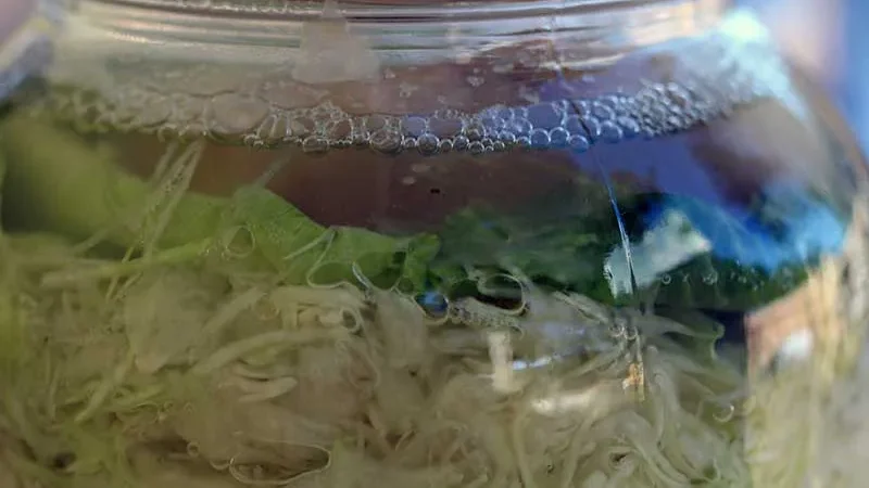 Shredded cabbage fermenting in a jar with brine and bubbles, showing the natural process that unlocks sauerkraut benefits for gut health.