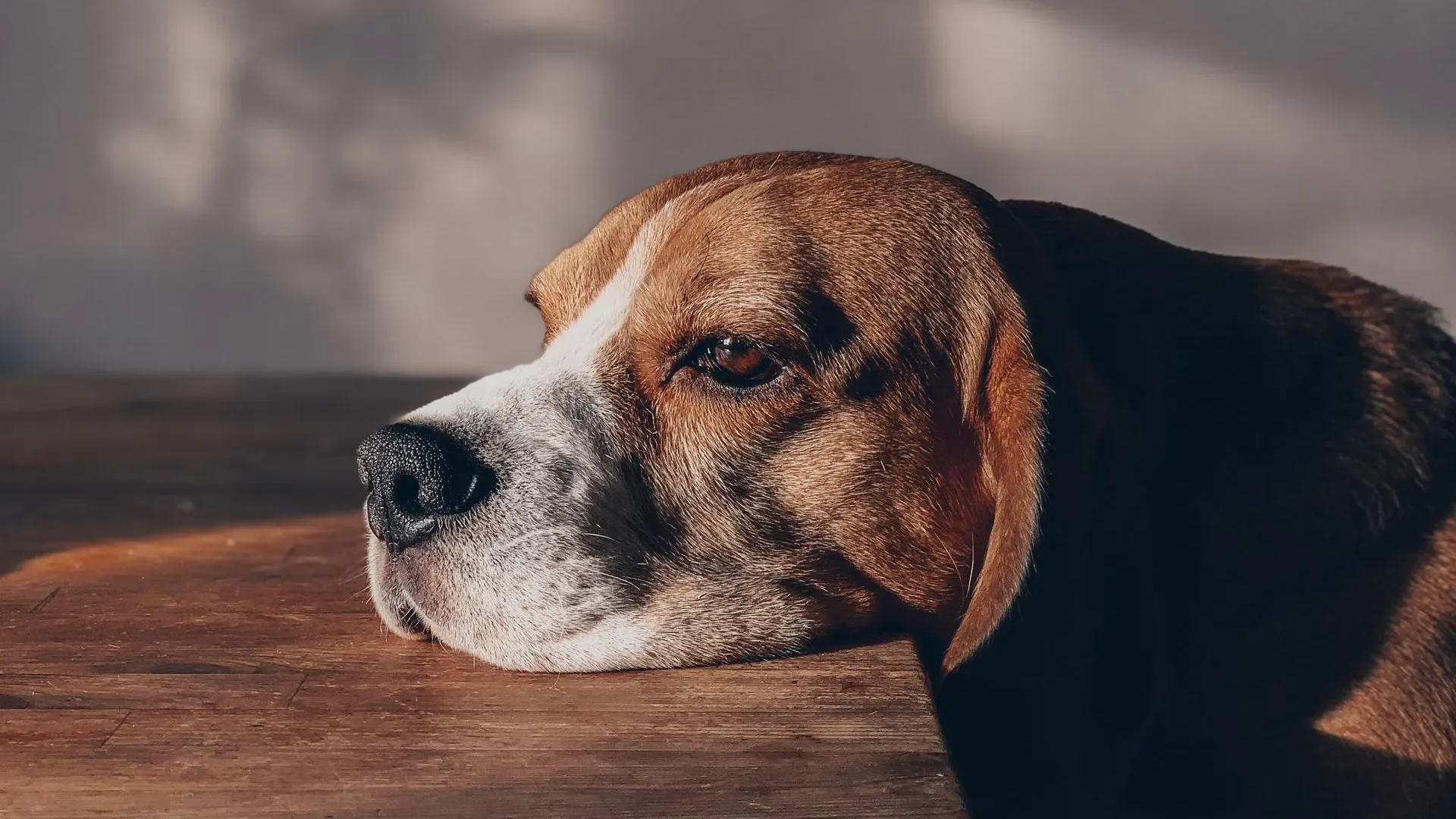 A dog resting after taking antibiotics, next to symbols of digestive upset and stress, illustrating situations when dog probiotics for gut health might be beneficial.